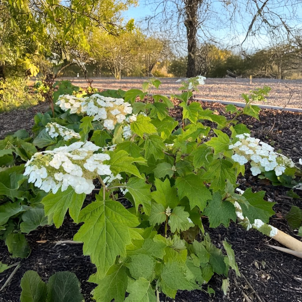 Feh Rvir G T Lgylevel Hortenzia Hydrangea Quercifolia