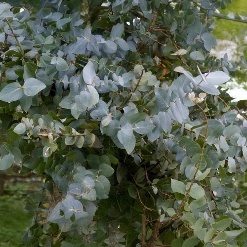 Havasi eukaliptusz - Eucalyptus gunii - Konténeres