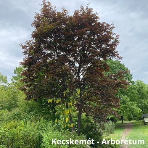 Vérjuhar - Acer platanoides ’Crimson King’ - Konténeres