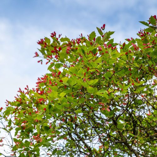 Tatárjuhar - Acer tataricum - Konténeres