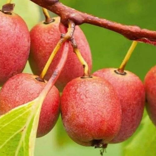 Ken's red (Actinidia arguta) kopasz bíbor termő kivi - Konténeres