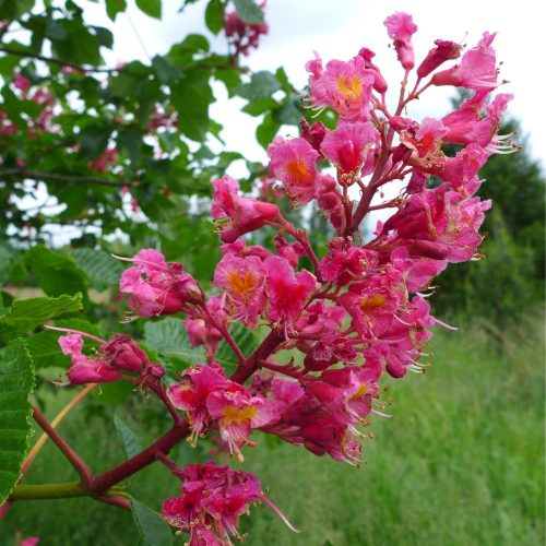 Rózsaszín virágú vadgesztenye - Aesculus x carnea 'Briottii' - Konténeres