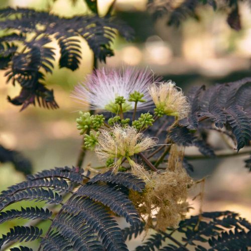 Bordó levelű selyemakác - Albizia julibrissin 'Summer Choccolate'®- Konténeres