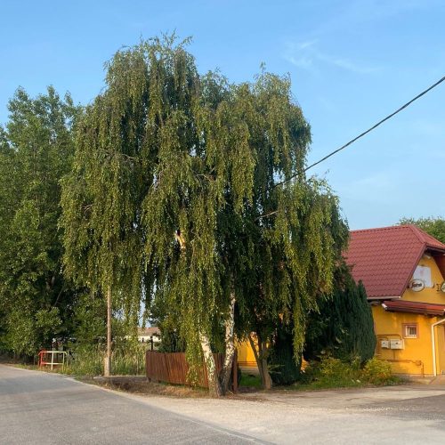 Közönséges nyír - Betula pendula - Konténeres