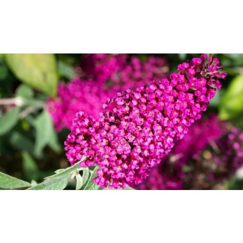 Piros virágú nyáriorgona - Buddleja davidii 'Miss Ruby'® - Konténeres