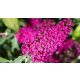 Piros virágú nyáriorgona - Buddleja davidii 'Miss Ruby'® - Konténeres