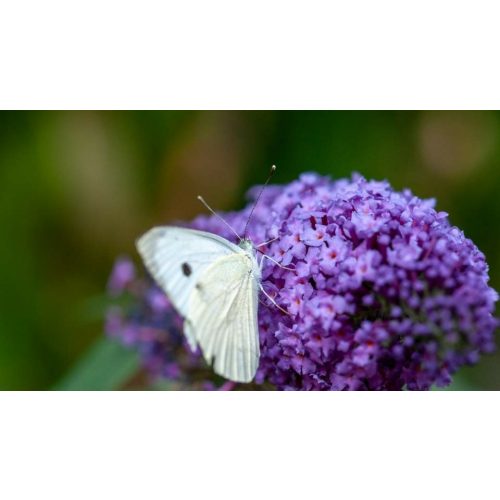 Kicsi kék nyáriorgona - Buddleja davidii 'Nanho Blue' - Konténeres