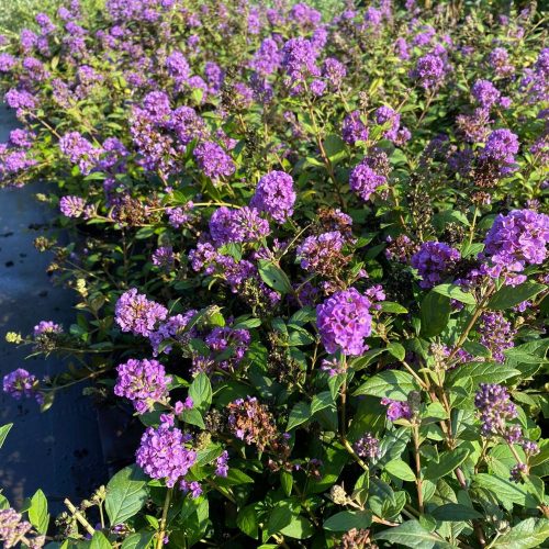 Nyári orgona - Buddleja HUMDINGER® 'Little Nugget'