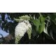 Fehérözön nyáriorgona - Buddleja davidii 'White Bouquet' - Konténeres