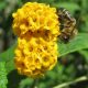 Sárga virágú nyáriorgona - Buddleja x wayeriana ’Golden Glow’ -Konténeres