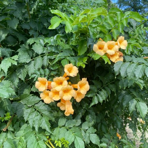 Sárga virágú trombitafolyondás - Campsis radicans 'Flava' - Konténeres