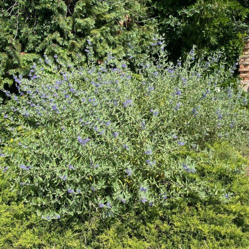 Keskenylevelű kékszakáll - Caryopteris x clandonensis 'Heavenly Blue' - Konténeres