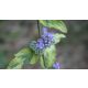 Kék óriás kékszakáll - Caryopteris x clandonensis 'Grand Blue'® - Konténeres