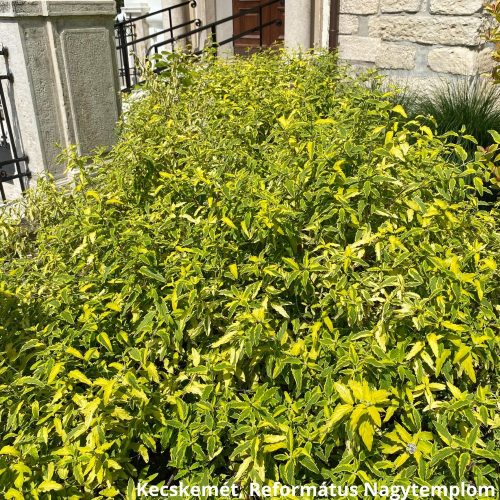 Tarka levelű kékszakáll - Caryopteris x clandonensis 'Summer Sorbet'® - Konténeres