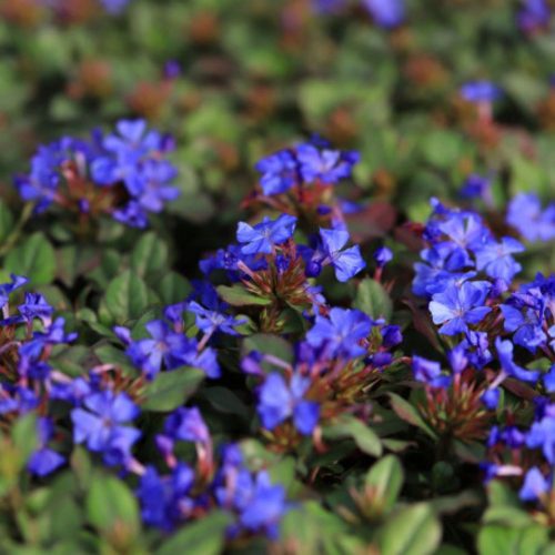 Tarackoló kékgyökér - Ceratostigma plumbaginoides - (3 db/csomag)