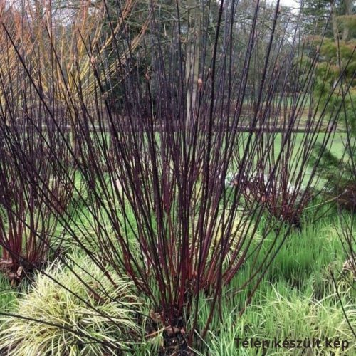 Feketevesszejű fehérsom - Cornus alba 'Kesselringii' - Konténeres