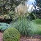 Fehér virágú pampafű - Cortaderia selloana 'White Plume' - Konténeres