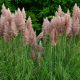 Rózsás virágú pampafű - Cortaderia selloana 'Rosea' - Konténeres