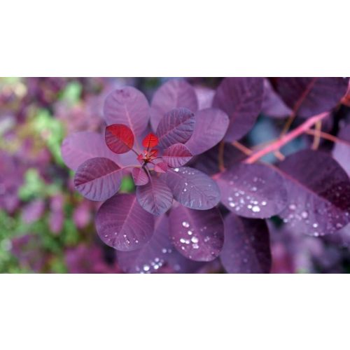 Pompás cserszömörce - Cotinus coggygria 'Royal Purple'® - Konténeres