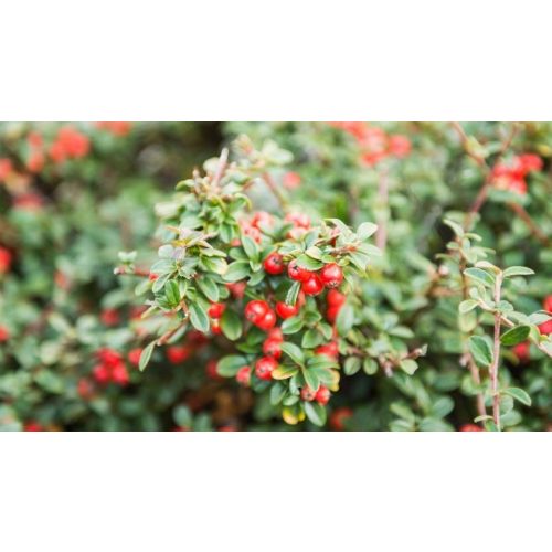 Bella madárbirs - Cotoneaster 'Bella' - Konténeres