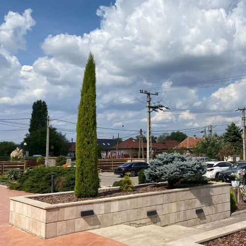 Európai ciprus - Cupressus sempervirens 'Totem' - Konténeres