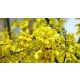 Lynwood aranyvessző - Forsythia x intermedia 'Lynwood' - Konténeres