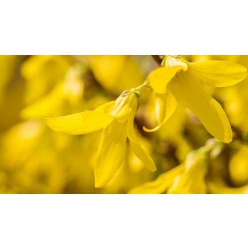 Marée d'Or törpe aranyvessző - Forsythia viridissima 'Marée d'Or' - Konténeres