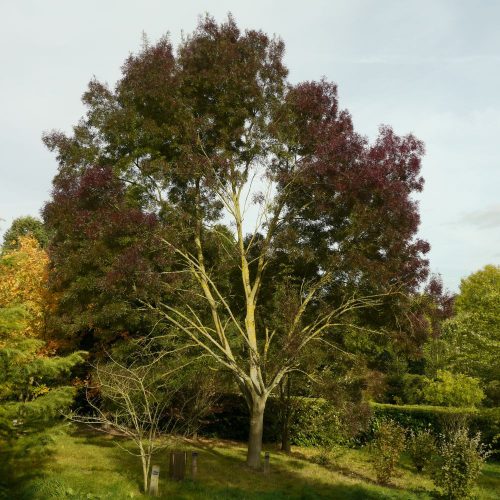 Magyar kőris - Fraxinus angustifolia 'Raywood' - Konténeres