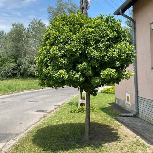 Törpe gömb páfrányfenyő - Ginkgo biloba 'Mariken' - Konténeres