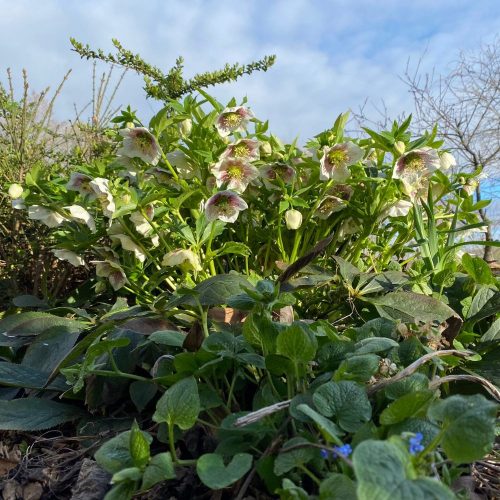 Fekete hunyor - Helleborus niger