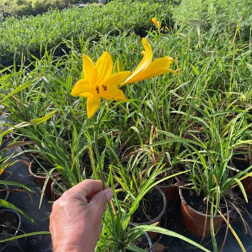 Sásliliom - Hemerocallis 'Stella de Oro' 