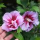 Oszlopos lila virágú mályvacserje - Hibiscus syriacus 