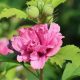 Teltvirágú mályvacserje - Hibiscus syriacus 'Duc de Brabant' - Konténeres