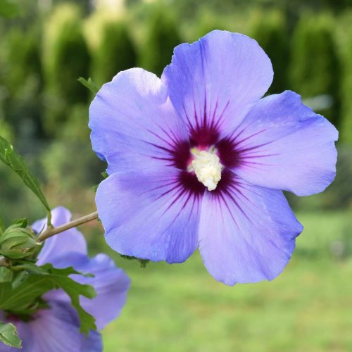 Kék virágú mályvacserje - Hibiscus syriacus 'Blue Bird' - Konténeres