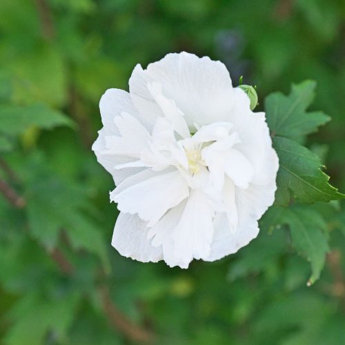 Fehér virágú mályvacserje - Hibiscus syriacus 'Chiffon White’(PBR) - Konténeres