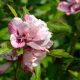 Halvány rózsaszín mályvacserje - Hibiscus syriacus 