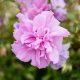 Mályvacserje - Hibiscus syriacus 'Lavander Chiffon' - Konténeres