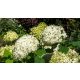 Óriásgömb hortenzia - Hydrangea arborescens 'Annabelle' - Konténeres