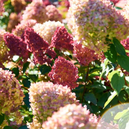 Színeváltó bugás hortenzia - Hydrangea arborescens ’Sundae Fraise' - Konténeres