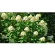 Fehérvirágú cserjés hortenzia - Hydrangea paniculata 'Limelight' - Konténeres