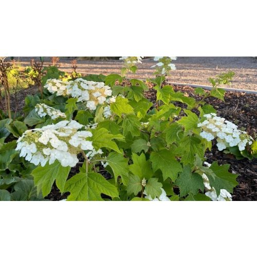 Fehérvirágú tölgylevelű hortenzia - Hydrangea quercifolia - Konténeres