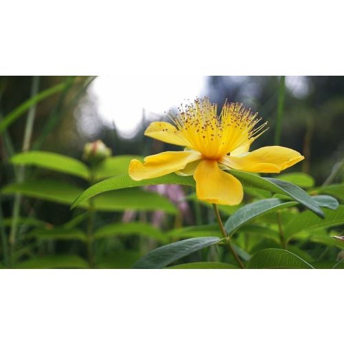 Télizöld orbáncfű - Hypericum calycinum - Konténeres