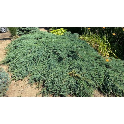 Kék levelű henyeboróka - Juniperus horizontalis ’Blue Chip’