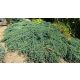 Kék levelű henyeboróka - Juniperus horizontalis ’Blue Chip’