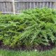 Nehézszagú boróka - Juniperus sabina 'Broadmoor'