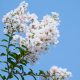 Fehér virágú selyemmirtusz - Lagerstroemia indica 