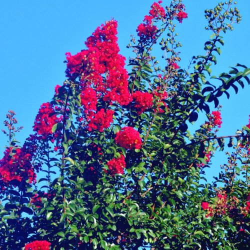 Pompás virágú selyemmirtusz - Lagerstroemia indica 'Dynabit' Konténeres