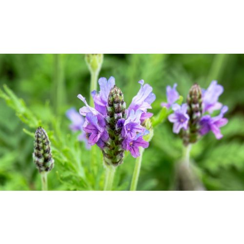 Kék törpe levendula - Lavandula angustifolia ’Munstead' - Konténeres