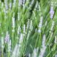 Fehér virágú levendula - Lavandula angustifolia 