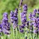 Lavandula angustifolia 'Hidcote Blue' - Konténeres 